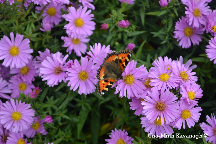 butterfly2