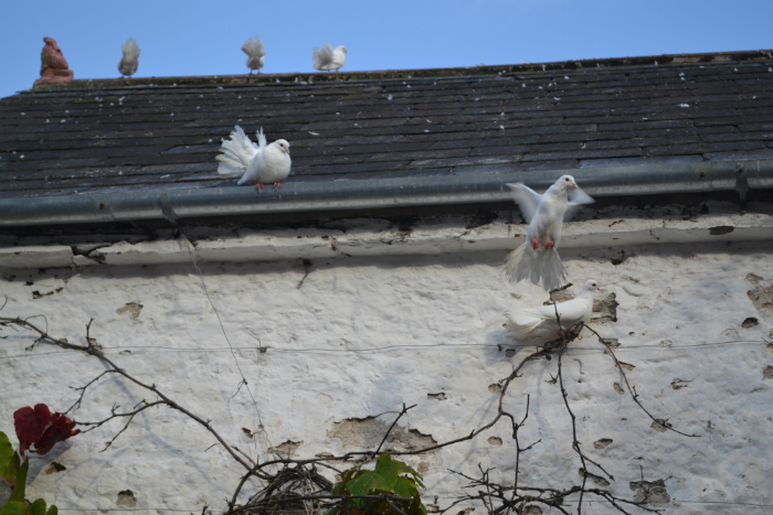 doves2