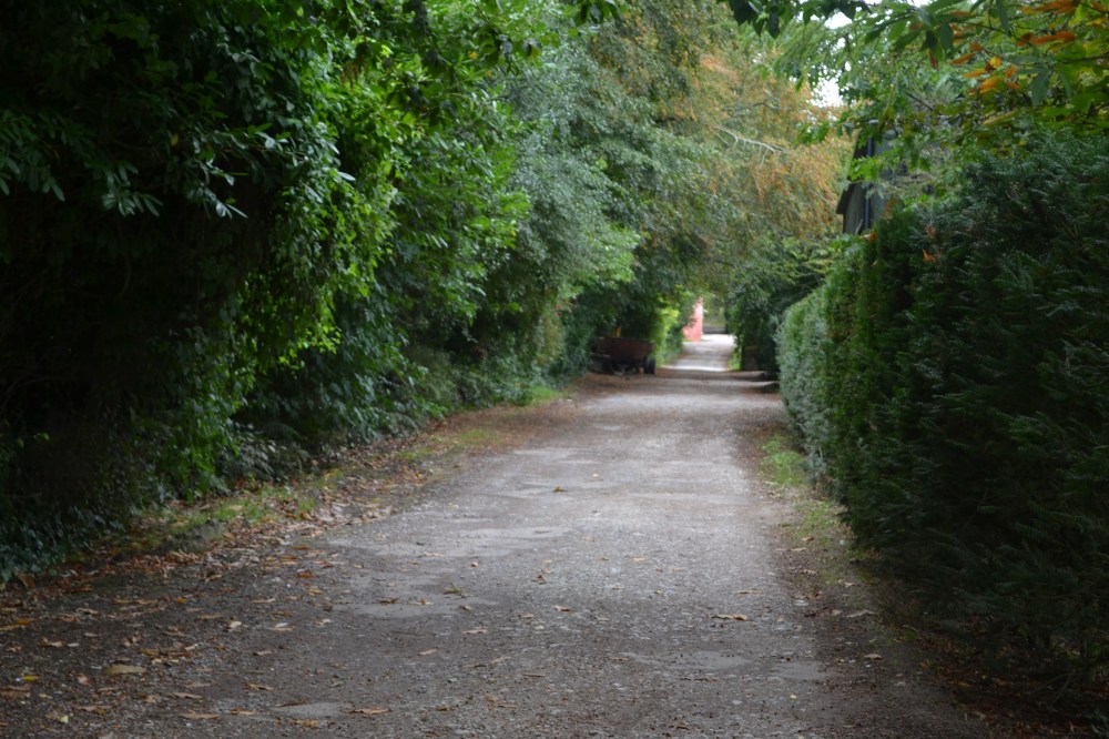 DSC_0386
