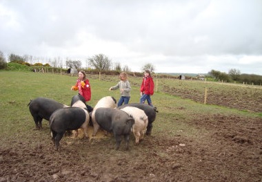 piggies
