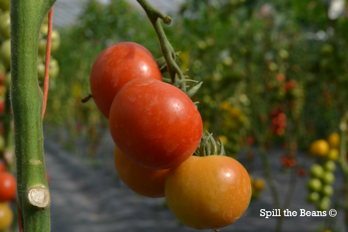 tomatoes2321