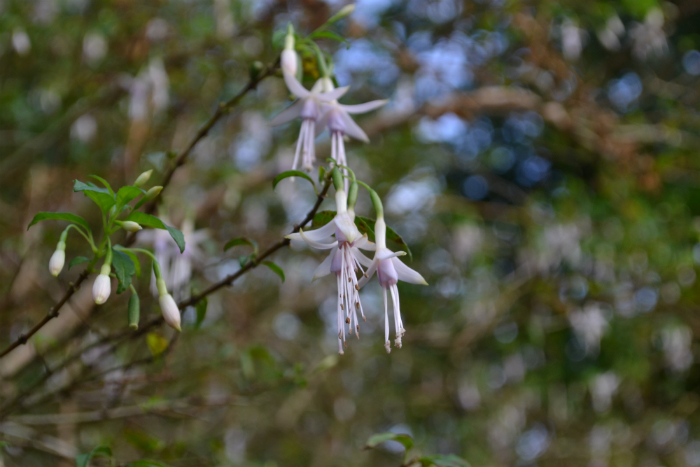 DSC_0401