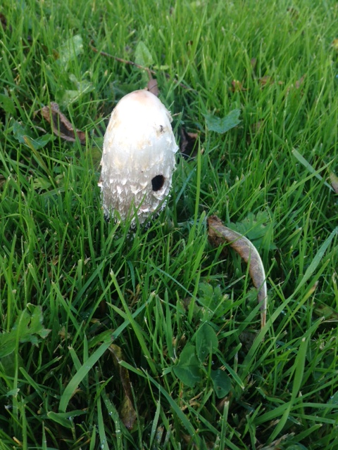 photo 4(14)