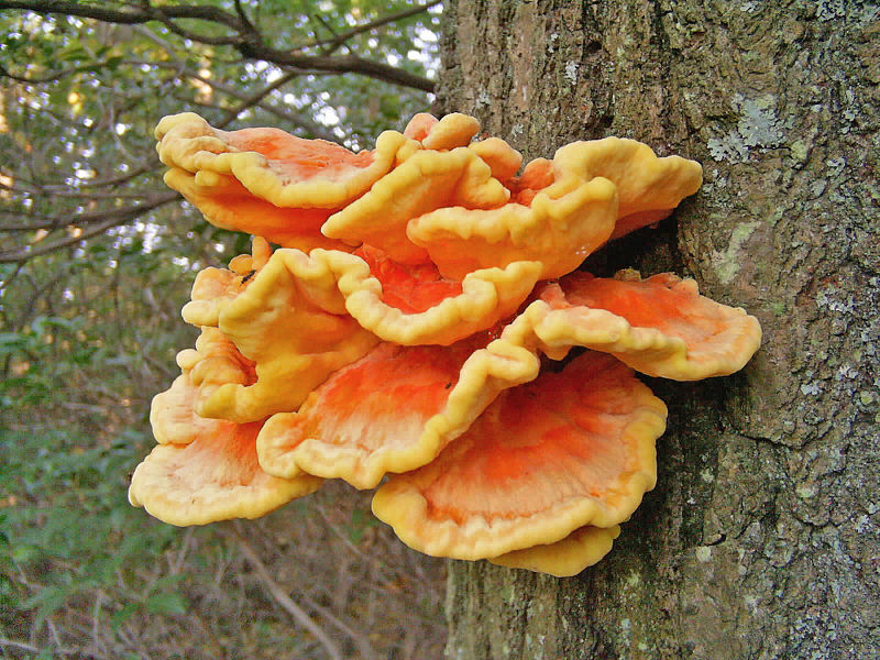 Laetiporus_sulphureus_(Chicken_of_the_woods)_on_an_oak_tree_-_20070921