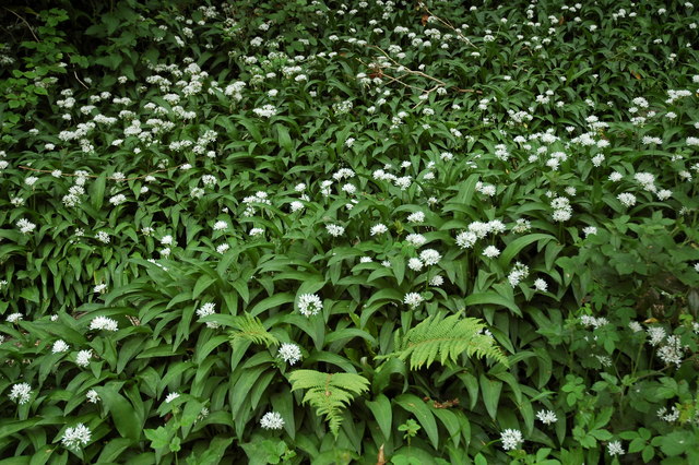 Ramsom_or_wild_garlic_-_geograph.org.uk_-_427580