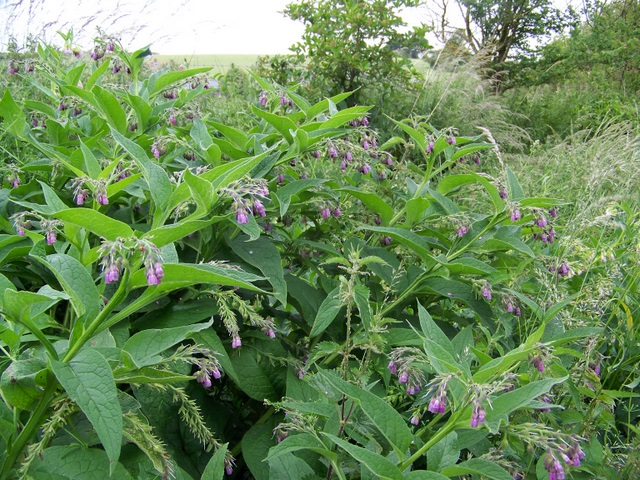 Common_Comfrey_(Symphytum_officinalis),_Bishopstone_-_geograph.org.uk_-_1360418